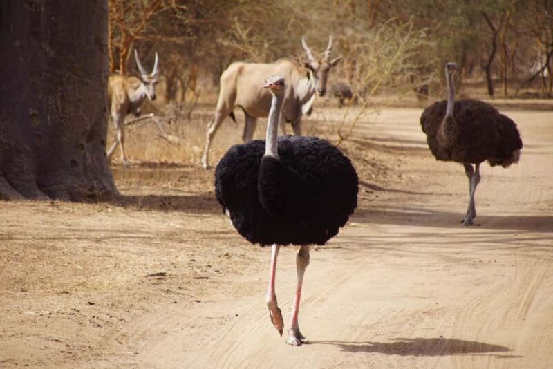 From Dakar: Bandia Park and Somone Lagoon Day Trip - Authentic Experiences and Authenticity