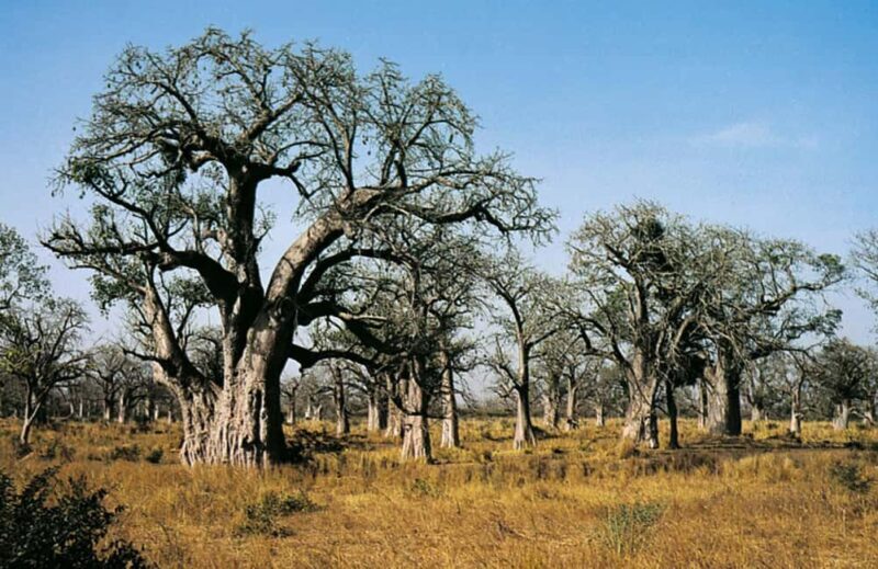 From Dakar: Bandia Park and Somone Lagoon Day Trip - Who Should Consider This Tour?