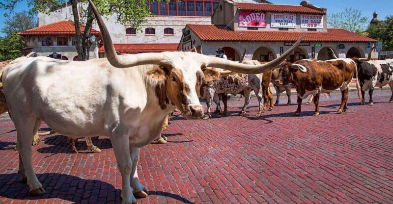 From Dallas: Fort Worth Guided Day Tour - A Classic Texas Welcome