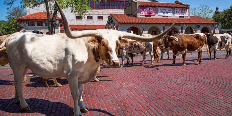 From Dallas: Fort Worth Guided Day Tour - The Historic Heart of the Stockyards