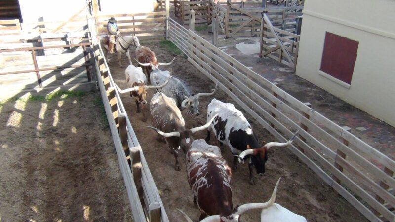 From Dallas: Fort Worth Guided Day Tour - End of the Trail and Return Journey