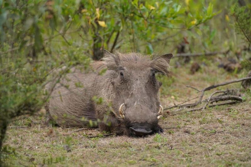From Dar es Salaam: 2-Day Mikumi National Park Luxury Safari - Key Points