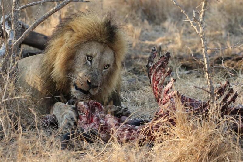 From Dar es Salaam: 2-Day Mikumi National Park Luxury Safari - What’s Included and What to Consider