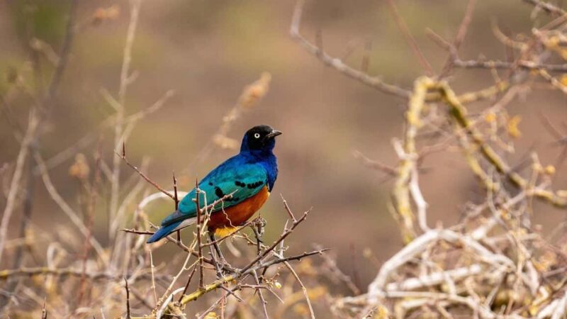 From Dar es Salaam: 2-Day Mikumi National Park Luxury Safari - The Sum Up: Who Is This Tour Best For?