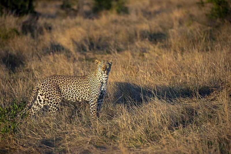 From Dar es Salaam: 2-Day Mikumi National Park Luxury Safari - FAQ