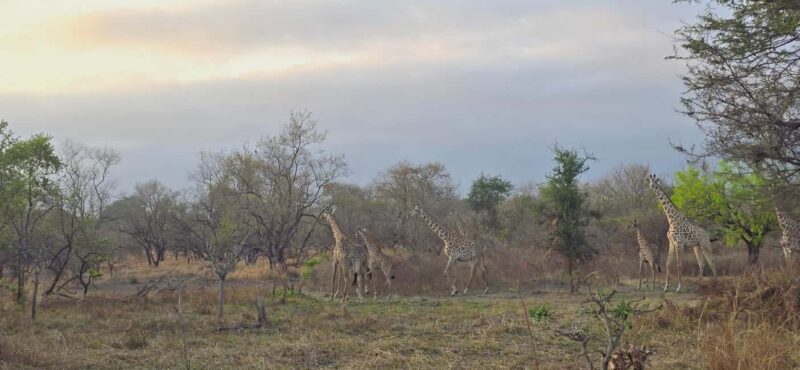 From Dar es Salaam: 3 Days Safari to Mikumi Park with Maasai - Day 3: Return Journey and Reflections