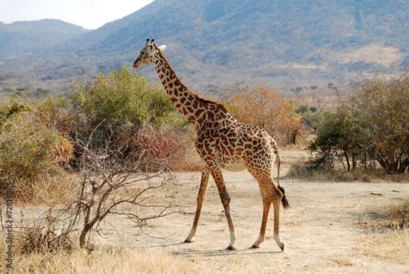 From Dar es Salaam: Mikumi and Ruaha National Parks 4-Day - FAQ