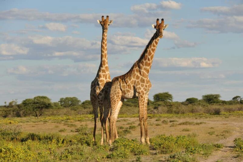 From Dar es Salaam: Mikumi National Park Day Trip - An Introduction to the Mikumi Experience