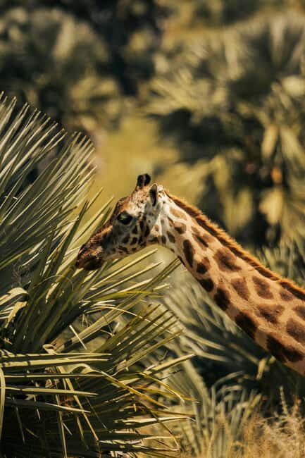From Dar es Salaam: Mikumi National Park Day Trip - The Value of Guided Tours and Included Fees