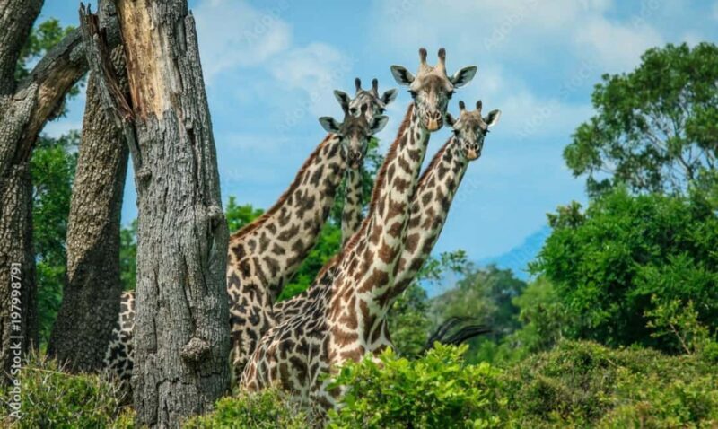 From Dar es Salaam: Mikumi National Park Day Trip - Transportation: The Journey to Mikumi