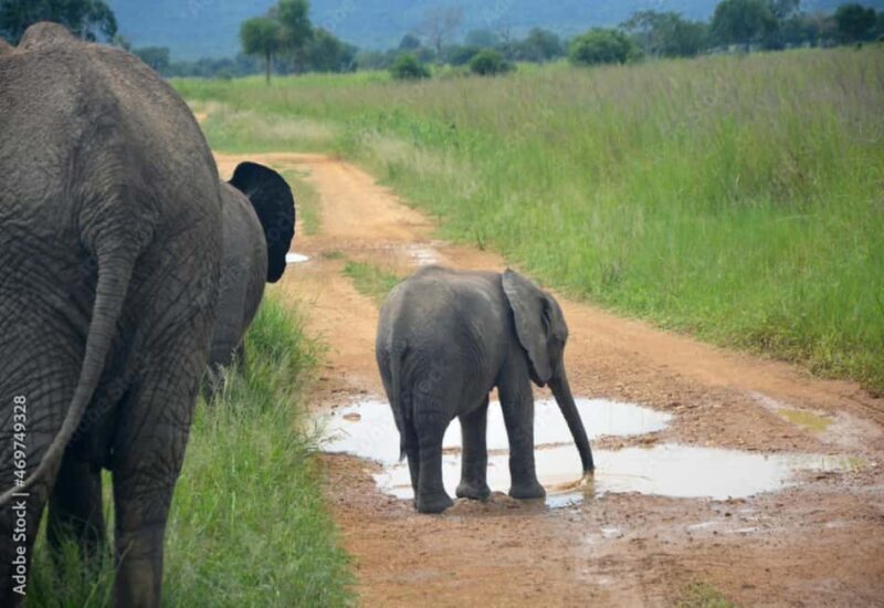 From Dar es Salaam: Mikumi National Park Day Trip - Practical Tips for the Trip