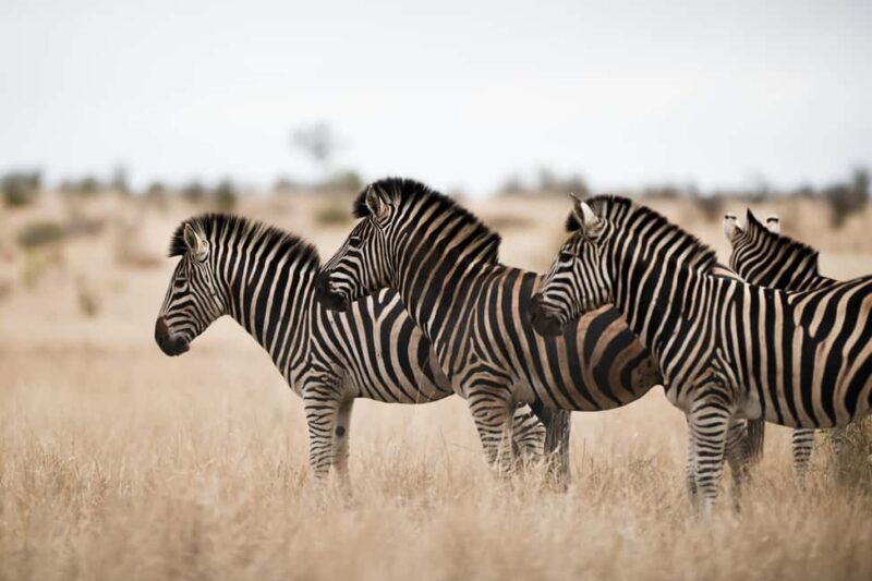 From Dar es Salaam: Mikumi National Park Day Trip with Lunch - Key Points