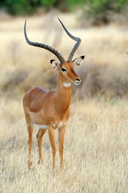 From Dar es Salaam: Mikumi National Park Day Trip with Lunch - A Deep Dive into the Experience