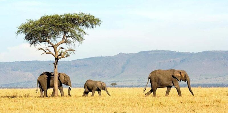 From Dar es Salaam or Zanzibar: 2-Day Mikumi National Park - Day 2: Early Morning Safari and Return