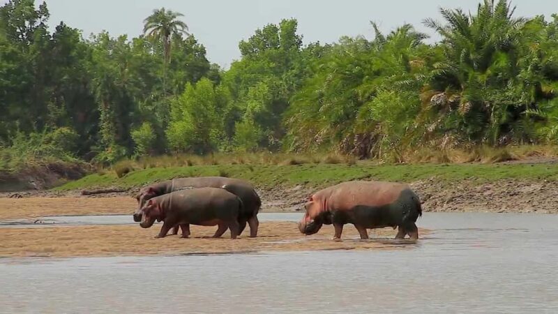 From Dar es Salaam: Saadani National Park 2-Day Safari - What Past Travelers Say