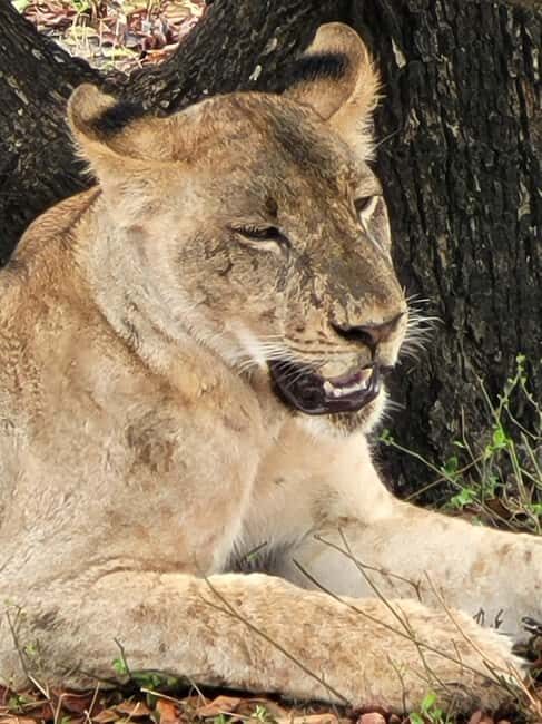 From Dar Es Salaam:Overnight Safari at Nyerere National Park - Key Points