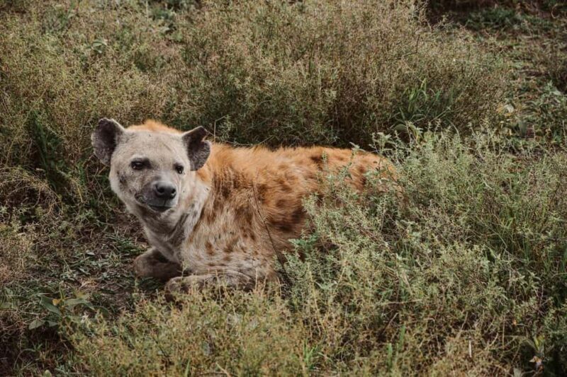 From Dar Es Salaam:Overnight Safari at Nyerere National Park - FAQ