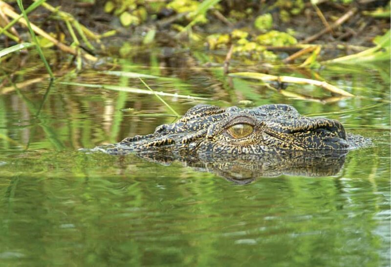 From Darwin: 2-Day Kakadu Cooinda & Yellow Water Cruise - Practicalities and Value