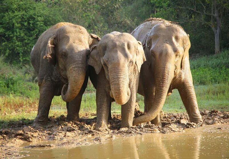 From Delhi: 1-day trip Mathura with Elephant conservation - Key Points