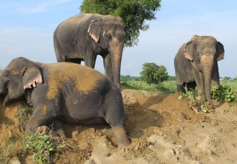 From Delhi: 1-day trip Mathura with Elephant conservation - FAQs