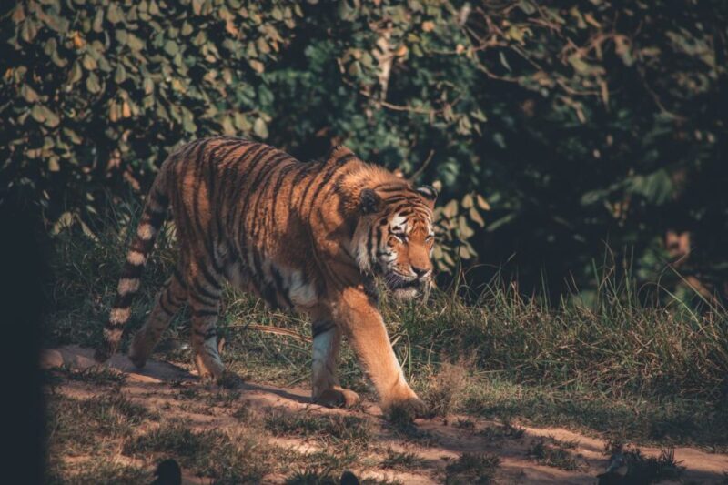 From Delhi: 2-Day Jim Corbett Tiger Safari Tour By Car - Key Points