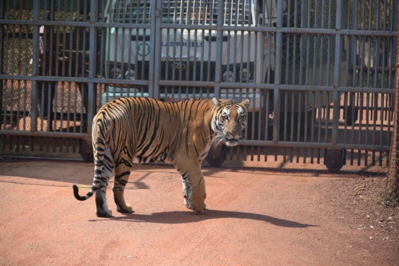 From Delhi: 2-Day Jim Corbett Tiger Safari Tour By Car - A Closer Look at the Tour Experience