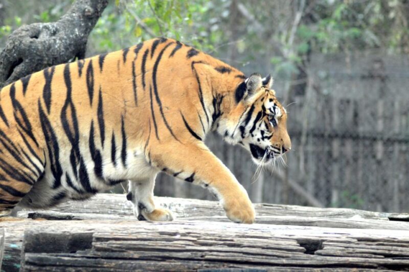 From Delhi: 2-Day Jim Corbett Tiger Safari Tour By Car - Final Thoughts and Recommendations