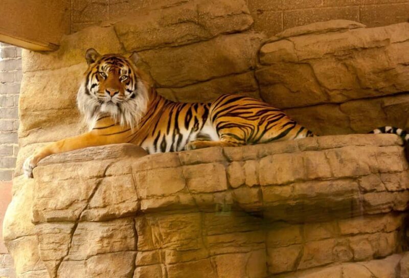 From Delhi: 2 Days 1 Night Ranthambore Tiger Safari Tour - An Honest Look at the Ranthambore Tiger Safari Tour