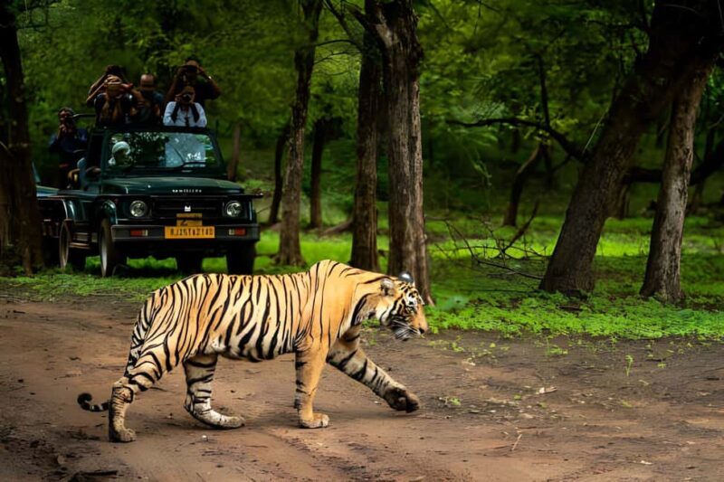 From Delhi: 2 Days 1 Night Ranthambore Tiger Safari Tour - What We Think Works Well