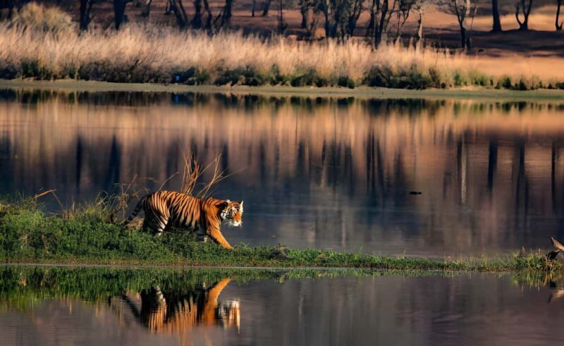 From Delhi: 2 Days 1 Night Ranthambore Tiger Safari Tour - Final Thoughts