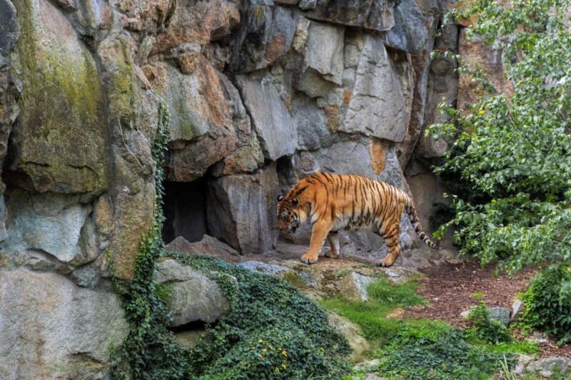 From Delhi: 2 Days 1 Night Ranthambore Tiger Safari Tour - FAQ