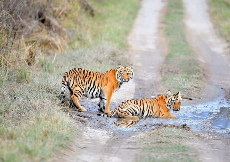 From Delhi: 3-Day Ranthambore Tiger Safari Tour - From Delhi: 3-Day Ranthambore Tiger Safari Tour