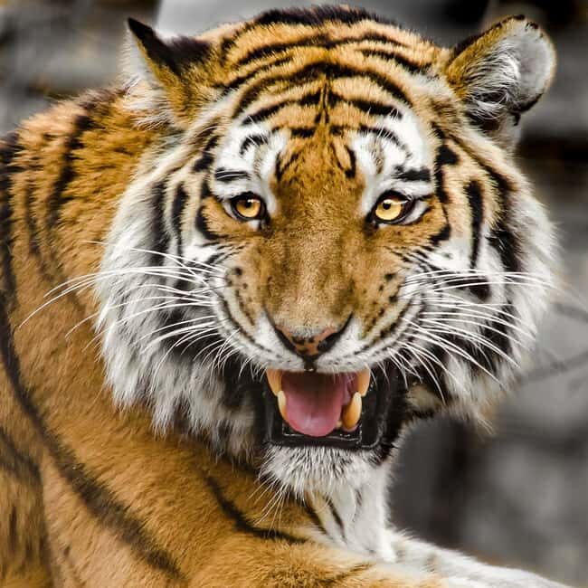 From Delhi: 3-Day Ranthambore Tiger Safari Tour - A Closer Look at the 3-Day Ranthambore Safari Tour
