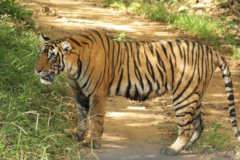 From Delhi: 3-Day Ranthambore Tiger Safari Tour - Sources