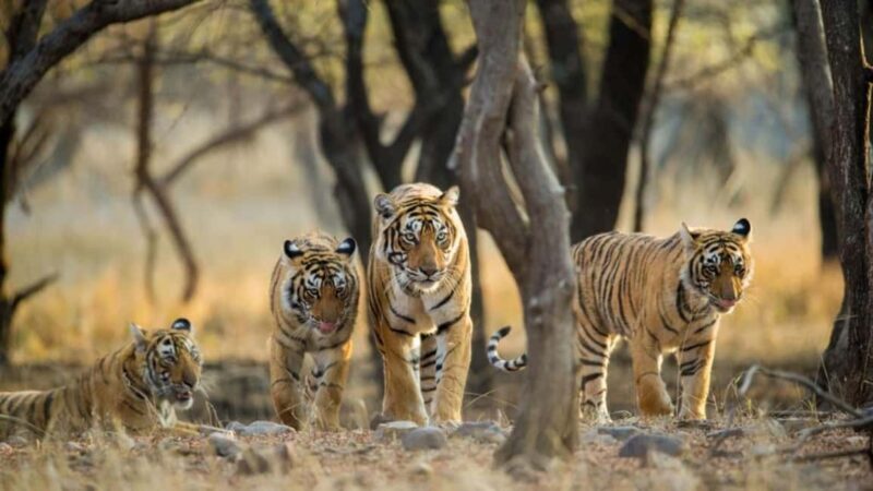 From Delhi: 4-Day Golden Triangle & Ranthambore Guided Tour - Key Points