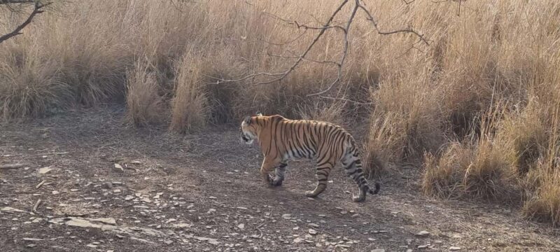 From Delhi: 4-Day Golden Triangle & Ranthambore Guided Tour - Who Would Love This Tour?