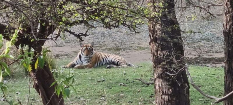 From Delhi: 4-Day Golden Triangle & Ranthambore Guided Tour - The Sum Up