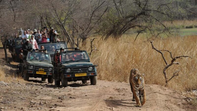 From Delhi: 4-Day Golden Triangle & Ranthambore Guided Tour - Key Points