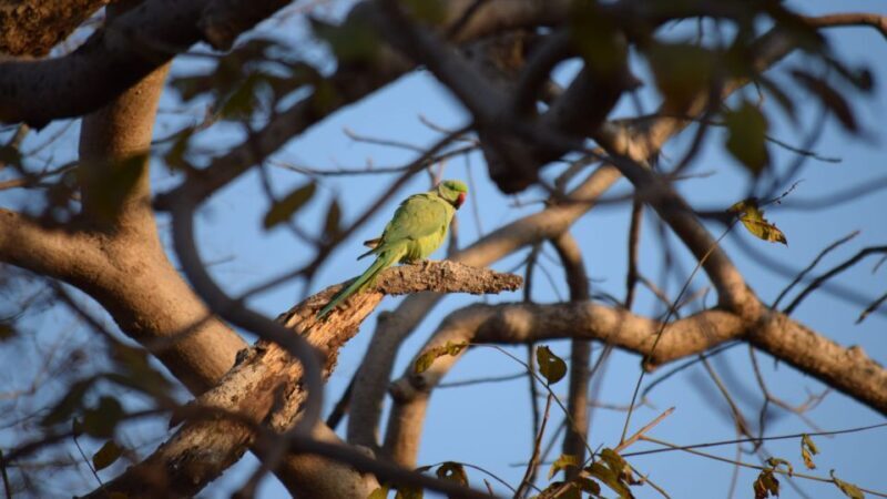 From Delhi: 4-Day Golden Triangle & Ranthambore Tiger Safari - Frequently Asked Questions (FAQ)