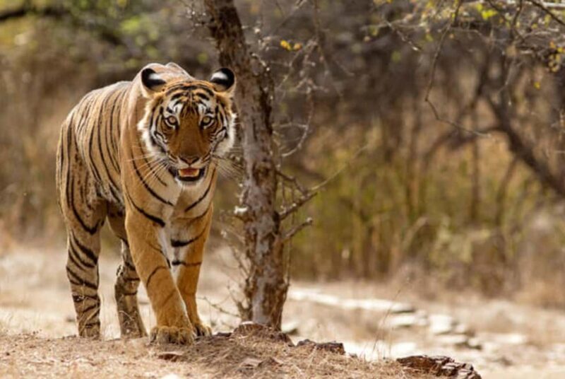From Delhi: 4-Day Golden Triangle Tour & Ranthambore Safari - Day-by-Day Breakdown