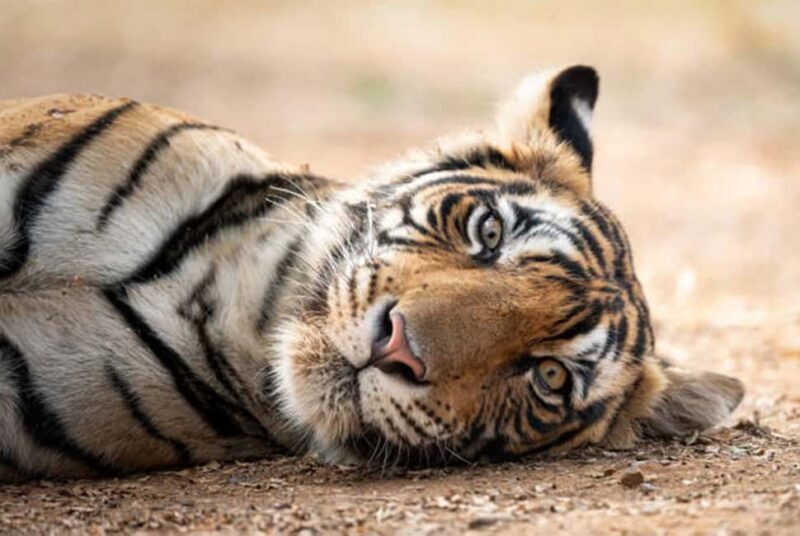 From Delhi: 4-Day Golden Triangle Tour & Ranthambore Safari - FAQ