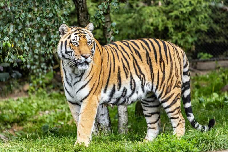 From Delhi: 4-Day Golden Triangle Tour with Tiger Safari - An In-Depth Look at the Itinerary