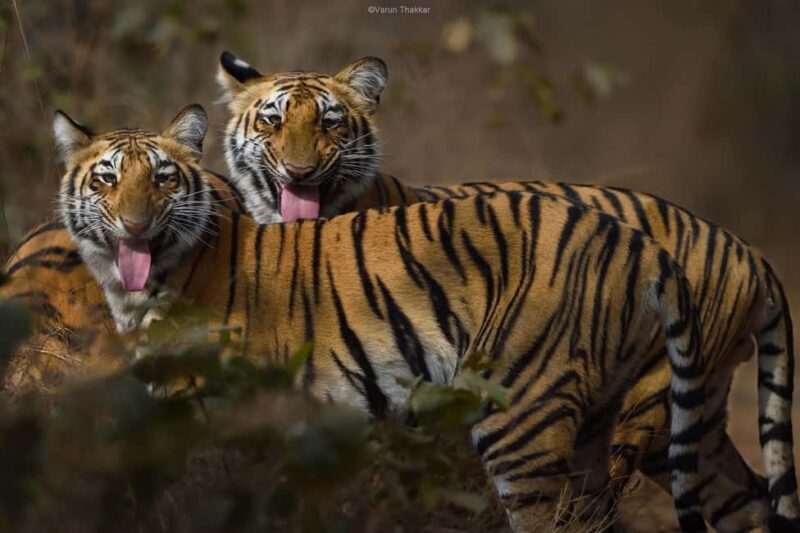 From Delhi: 4-Day Private Golden Triangle with Ranthambore - Day-by-Day Breakdown: What to Expect from Your 4-Day Tour