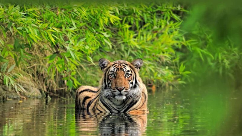 From Delhi: 5-Day Golden Triangle and Tiger Safari Tour - Key Points