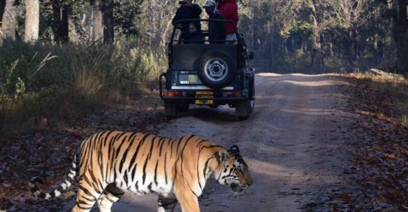 From Delhi: 5-Day Golden Triangle & Ranthambore Safari Tour - A Practical Breakdown: What to Expect on This 5-Day Tour