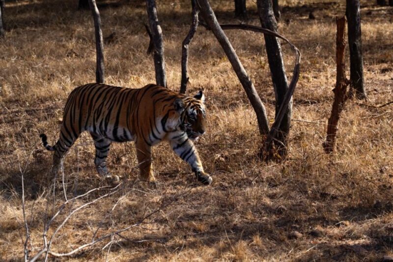 From Delhi: 5-Day Golden Triangle & Ranthambore Safari Tour - Price & Value Analysis