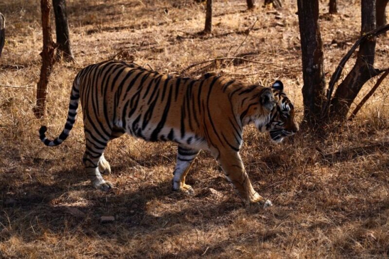 From Delhi: 5-Day Golden Triangle & Ranthambore Safari Tour - Final Thoughts