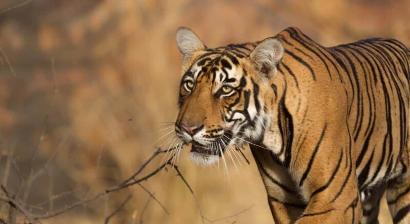 From Delhi: 5 Day Golden Triangle, Safari, & Bird Sanctuary - The Sum Up