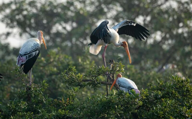 From Delhi: 5 Day Golden Triangle, Safari, & Bird Sanctuary - A Closer Look at the 5-Day Itinerary