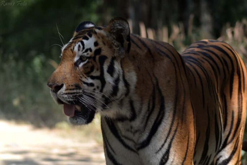 From Delhi: 5 Day Golden Triangle, Safari, & Bird Sanctuary - Who Should Consider This Tour?